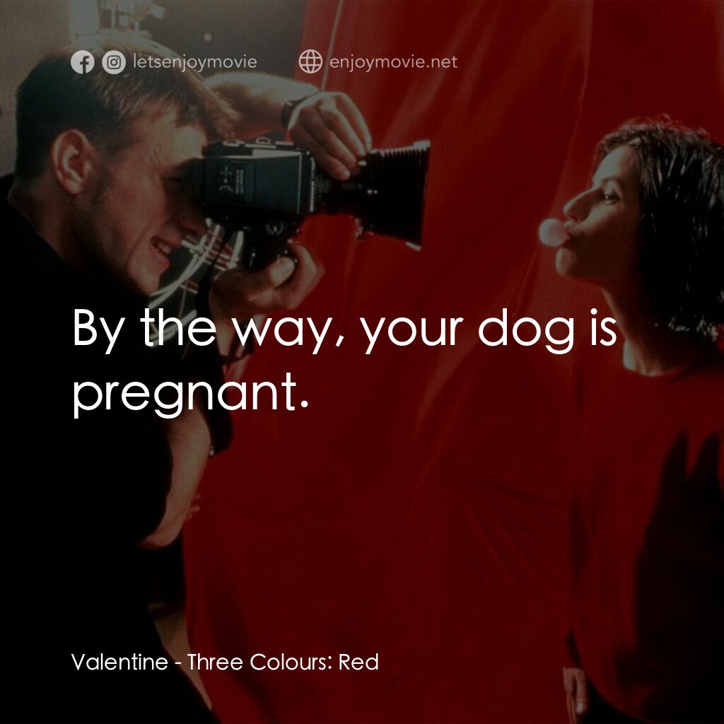 藍白紅三部曲之紅電影對白：Valentine: By the way, your dog is pregnant.